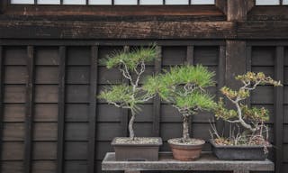 Small potted trees sit on a bench inside a temple in Kobe, Japan. - 圖片