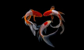 Koi fish is domesticated version of common carp. This fish is most famous by its beautiful colors that have been created via sel