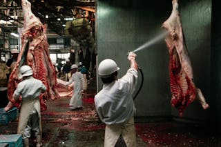 Slaughterhouse Worker Looking at Beef