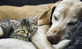 Friends dog cat