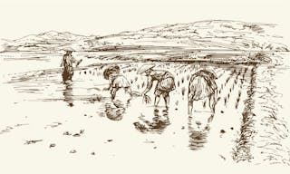 Asian farmers working on Field. Hand drawn illustration. Rice harvest. - 向量圖
