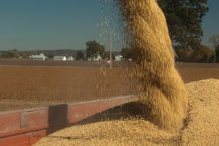 你所不知道的「黃豆」：連農藥都殺不死的，通通進到你我的肚子裡