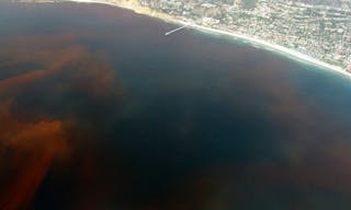 La-Jolla-Red-Tide_780