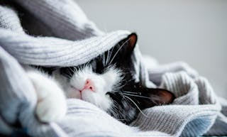 shutterstock_2388751455