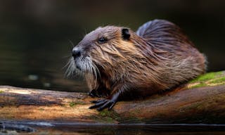 shutterstock_2506637511 河狸、beaver