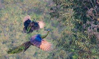 shutterstock_1413054401