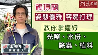 蘭花達人朱劍虹：鶴頂蘭姿態優雅 容易打理 教你掌握好光照、水份、除蟲、植料