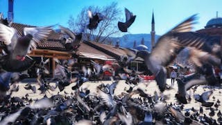 波斯尼亞的薩拉熱窩鴿子廣場 Sarajevo Pigeon Square in Bosnia