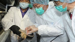 港大研究指 H7N9 於內地家禽出現地方性流行