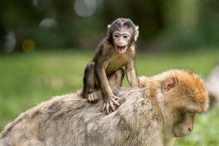 動物學校的教育