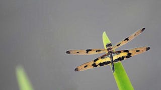 斑麗翅蜻 Variegated Flutterer (Dragonfly)