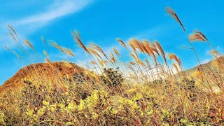 紅花嶺上芒草飄 Silver Grass at Robin’s Nest