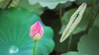 含苞待放 Budding Lotus