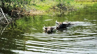 雄偉的大嶼山水牛 Majestic Water Buffaloes of Lantau