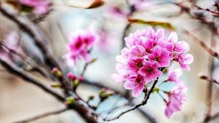 大埔農墟櫻花綻放 Cherry Blossoms Blooming in Tai Po