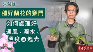 朱劍虹：種好蘭花的竅門 如何處理好通風、灑水、溫度及遮光？