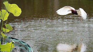 飛翔的池鷺 Chinese Pond Heron in Flight