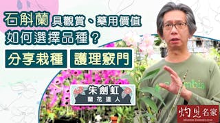 蘭花達人朱劍虹：石斛蘭具觀賞、藥用價值 如何選擇品種？分享栽種、護理竅門