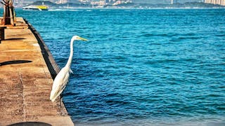 大白鷺在西環海濱獵食 Great Egret Hunting at Western Waterfront