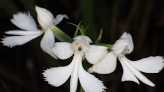 香港野外八月賞蘭札記