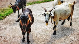 南生圍的山羊 Goats at Nam Sang Wai