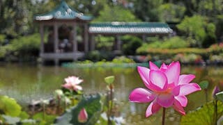 粉嶺康樂公園賞荷 Lotus Viewing at Fanling Hong Lok Park