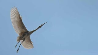 小白鷺翺翔天際 Little Egret in Flight