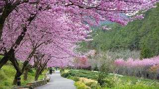 花開有序又開春