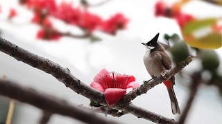 紅耳鵯以木棉花為食 Red-whiskered Bulbul Feeding on Kapok