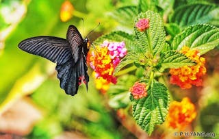 燕尾蝶覓食 Swallowtail Butterfly Feeding