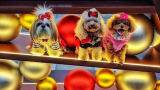 聖誕節打扮的小狗 Puppies for Christmas