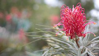 紅花銀樺盛放 Red Silky Oak Blooming