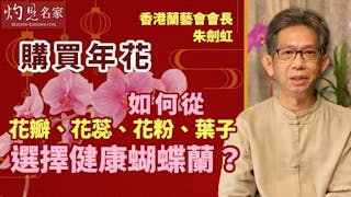 香港蘭藝會會長朱劍虹：購買年花 如何從花瓣、花蕊、花粉、葉子選擇健康蝴蝶蘭？