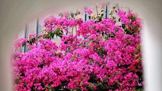 藏在水馬後的華麗杜鵑花 Gorgeous Azaleas Behind Barricades