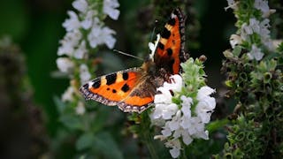 「Let our butterfly be the last to fly away.」