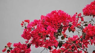 簕杜鵑盛開 Bougainvillea Blooming