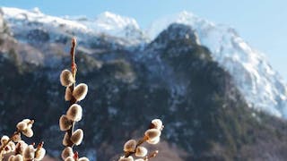 阿爾巴尼亞華爾博拿國家公園的銀柳 Pussy Willow of Valbona National Park in Albania