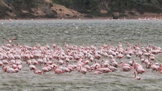 塞浦路斯蘭納卡鹽湖的紅鸛 Flamingos at Larnaca Salt Lake in Cyprus