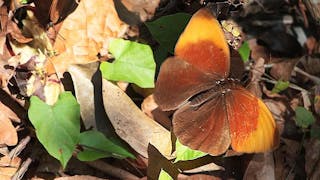 西貢的蝴蝶 Butterfly in Sai Kung