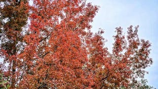 賞紅葉秘點 大埔九担租 Secret Gem for Autumn Leaves Viewing at Kau Tam Tso