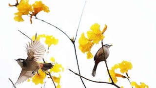 紅耳鵯在翶翔 Red-whiskered Bulbul in Flight