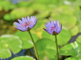 淡泊養智