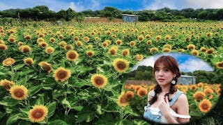 元朗向日葵花海 Sea of Sunflower in Yuen Long