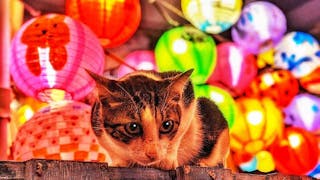 流浪貓比大澳水鄉花燈節更搶鏡 Stray Cat Steals Limelight of “Tai O Lantern Festival”