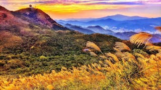 夕照東洋山芒草 Silver Grass of Tung Yeung Shan at Sunset