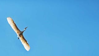 歸途上的小白鷺 Little Egret Homeward Bound