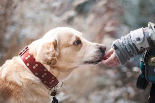 靈犬救主