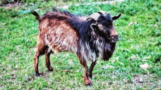 井欄樹休悠田園的山羊 Mountain Goat at Tseng Lan Shue Farm