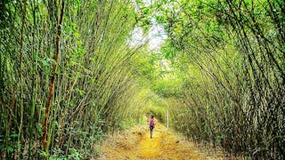 Gwenny 探索北港「竹林隧道」Gwenny Explores Bamboo Tunnel of Pak Kong