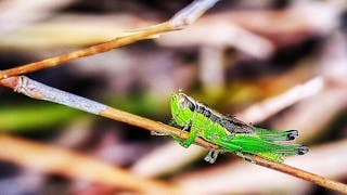 西貢郊野公園的草蜢 Grasshopper at Sai Kung Country Park